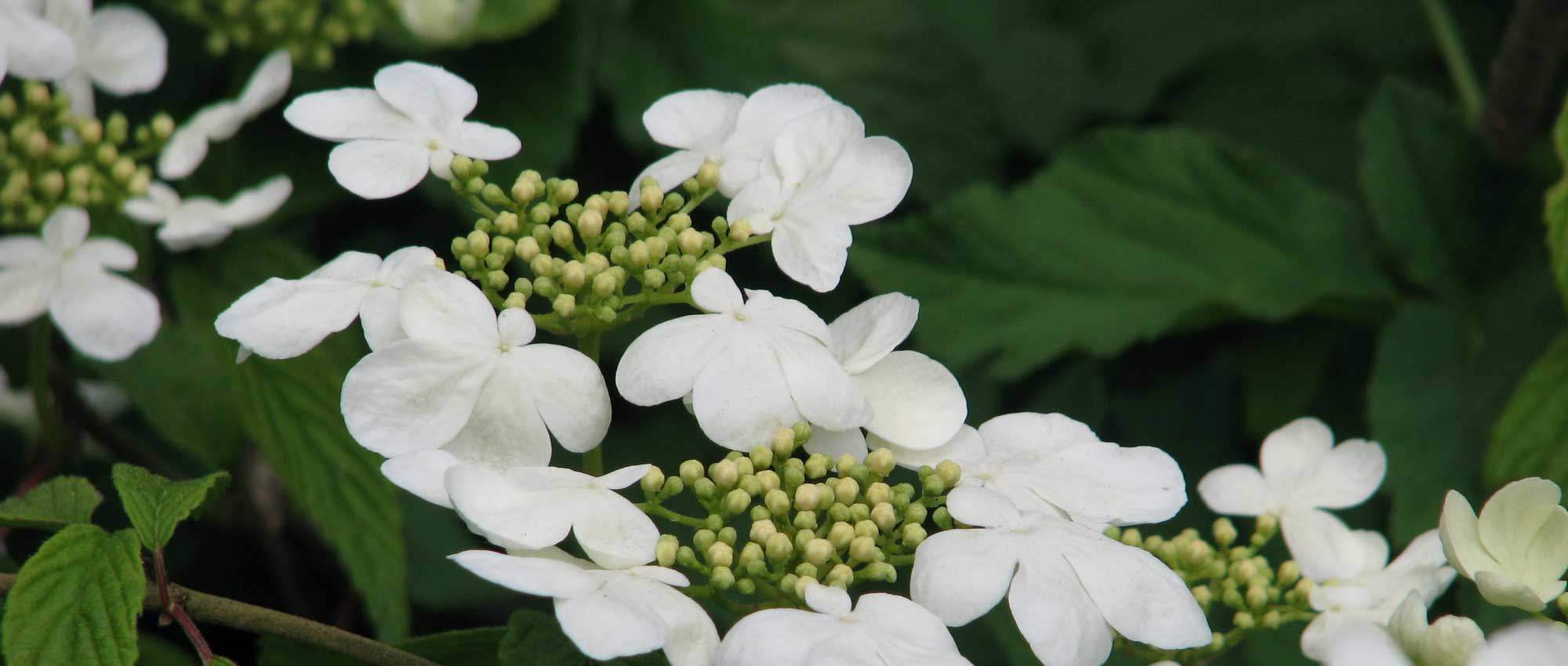 Viburnum: 8 successful pairing ideas