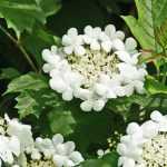 Viburnum, Snowball: which variety to choose?