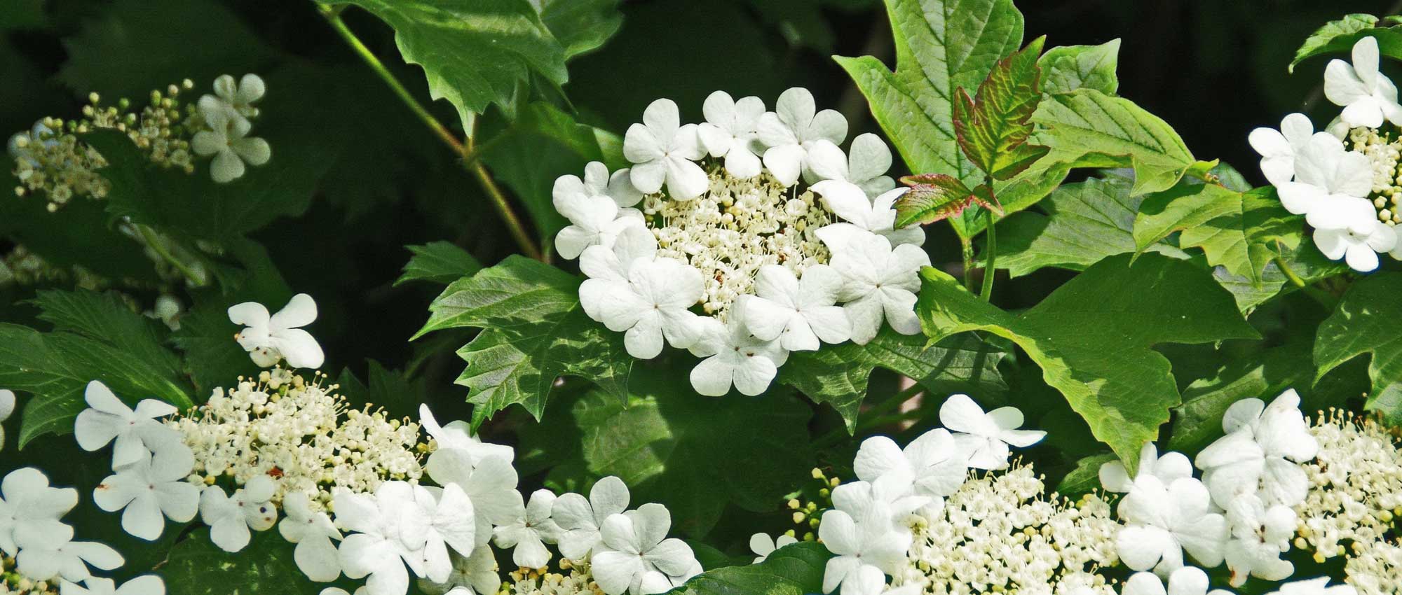 Viburnum, Snowball: which variety to choose?