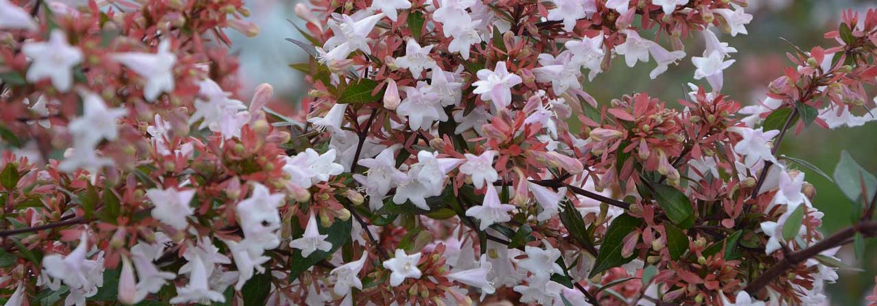 Abelia: planting, pruning and care