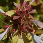 Abelia: planting, growing tips, pruning, care