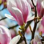 Magnolias: planting, pruning and care