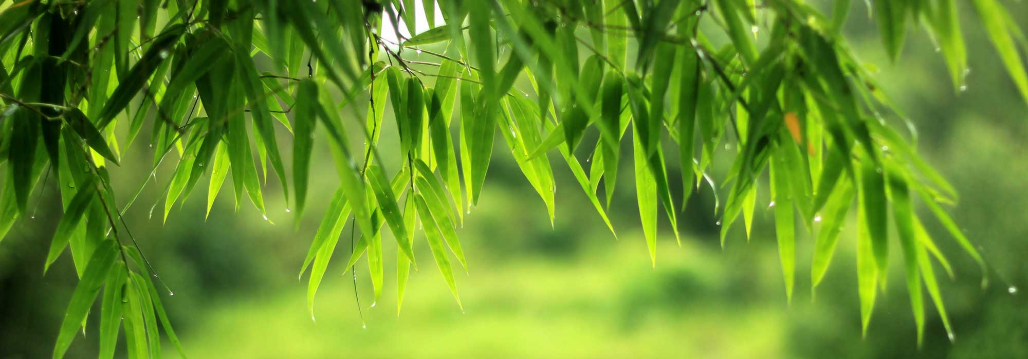 Bamboos: plant, pruning, maintain