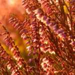 Heathers: planting, pruning and care