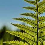 Ferns: how to choose them?