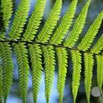 Ferns: growing and planting