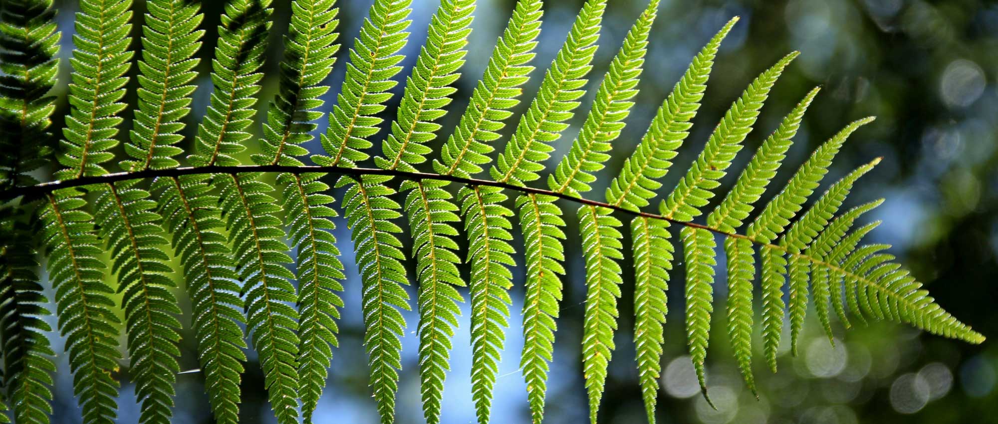 Ferns: growing and planting
