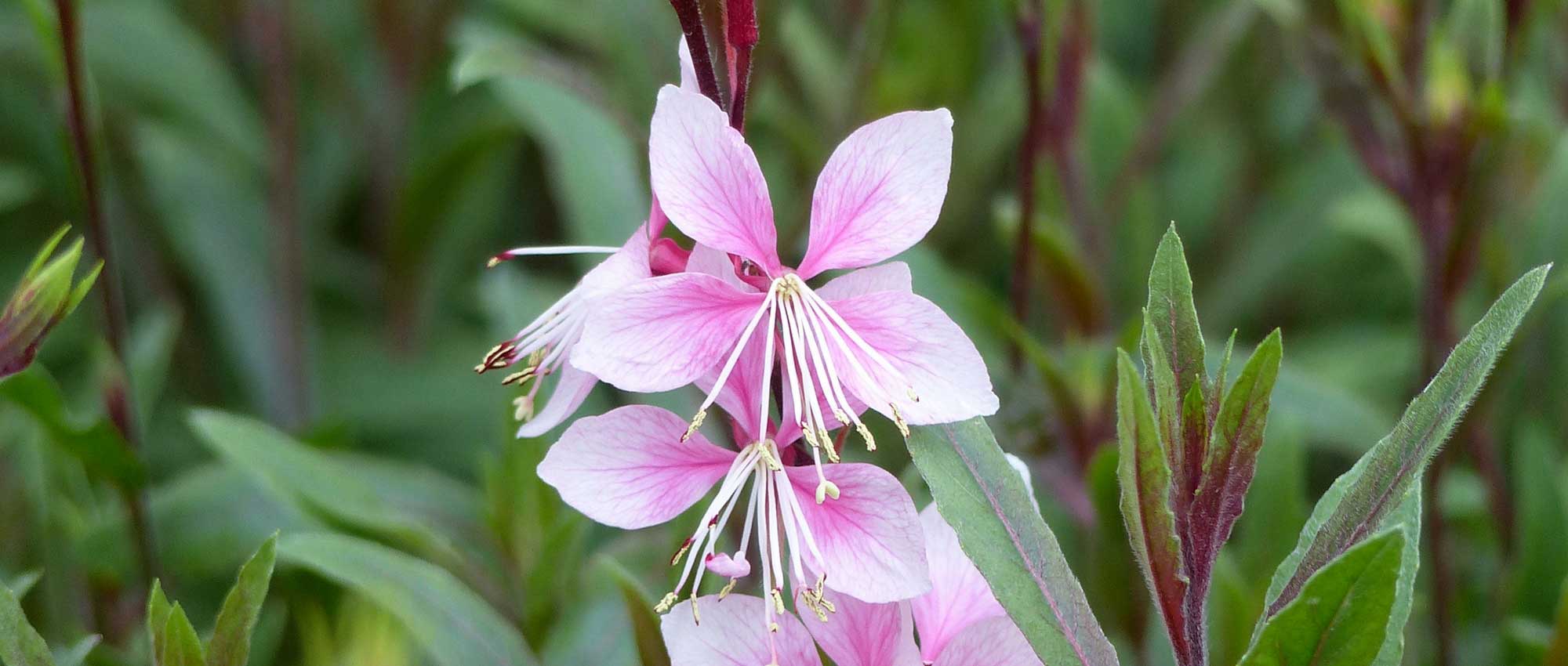 Gaura lindheimeri: 8 successful pairing ideas