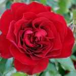 Roses: best varieties and how to grow them