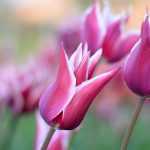 Tulips: planting, growing and care