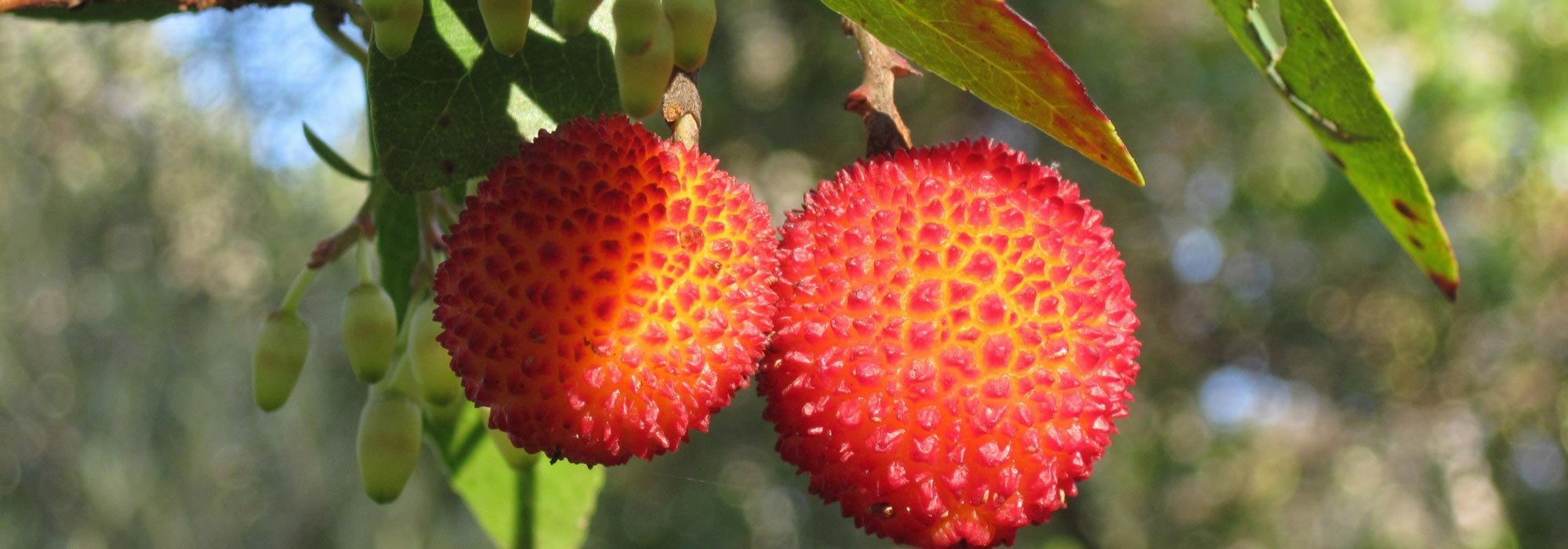 Arbutus: planting, pruning and caring tips