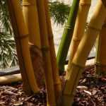 To grow bamboo in a pot