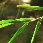 Bamboo hedge: which varieties to choose?