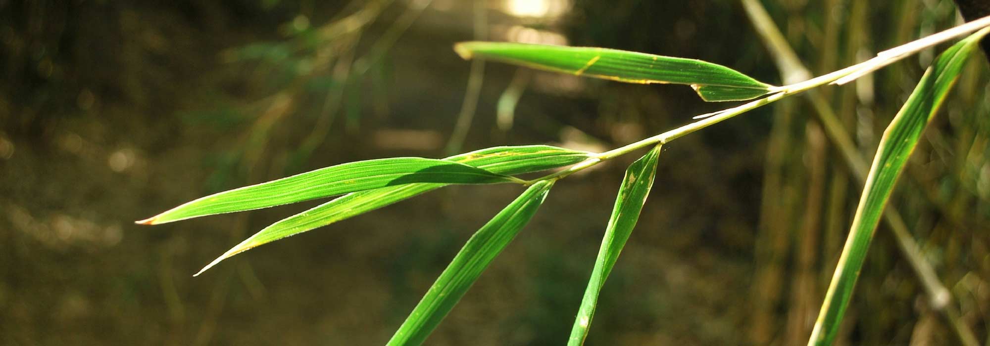 Bamboo hedge: which varieties to choose?