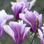 Magnolia: how to plant it properly in 4 steps?