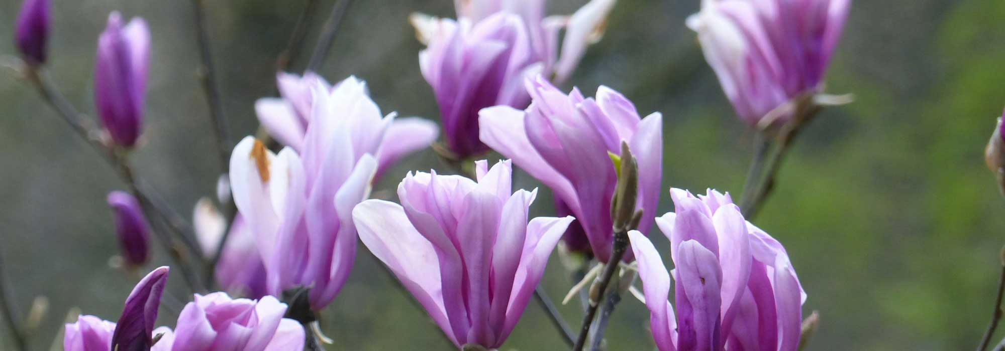 Magnolia: how to plant it properly in 4 steps?