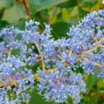 Ceanothus, California lilac: planting, maintenance, pruning