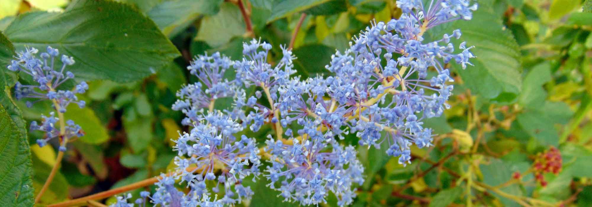 Ceanothus, California lilac: planting, maintenance, pruning