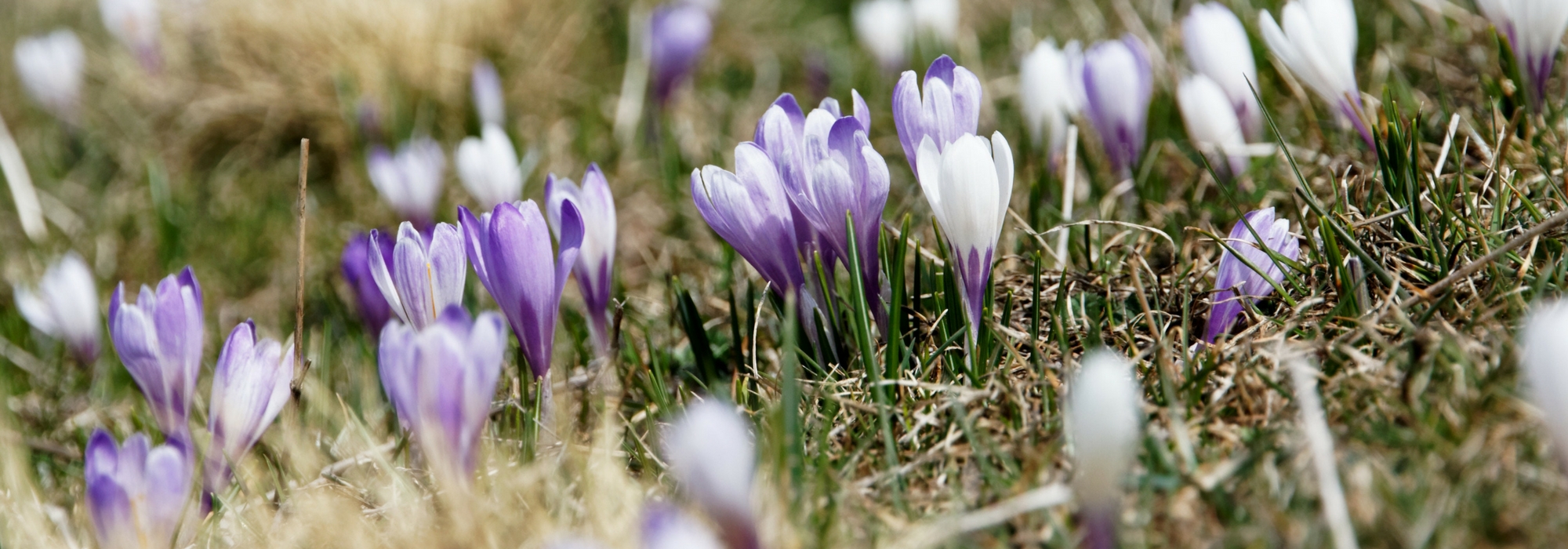 Crocus: how to plant them?