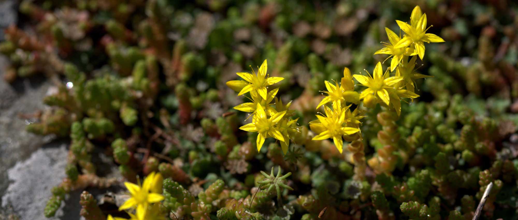 Sedum or orpin: which variety to choose?