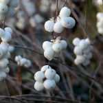 Symphorine : planting, pruning and care