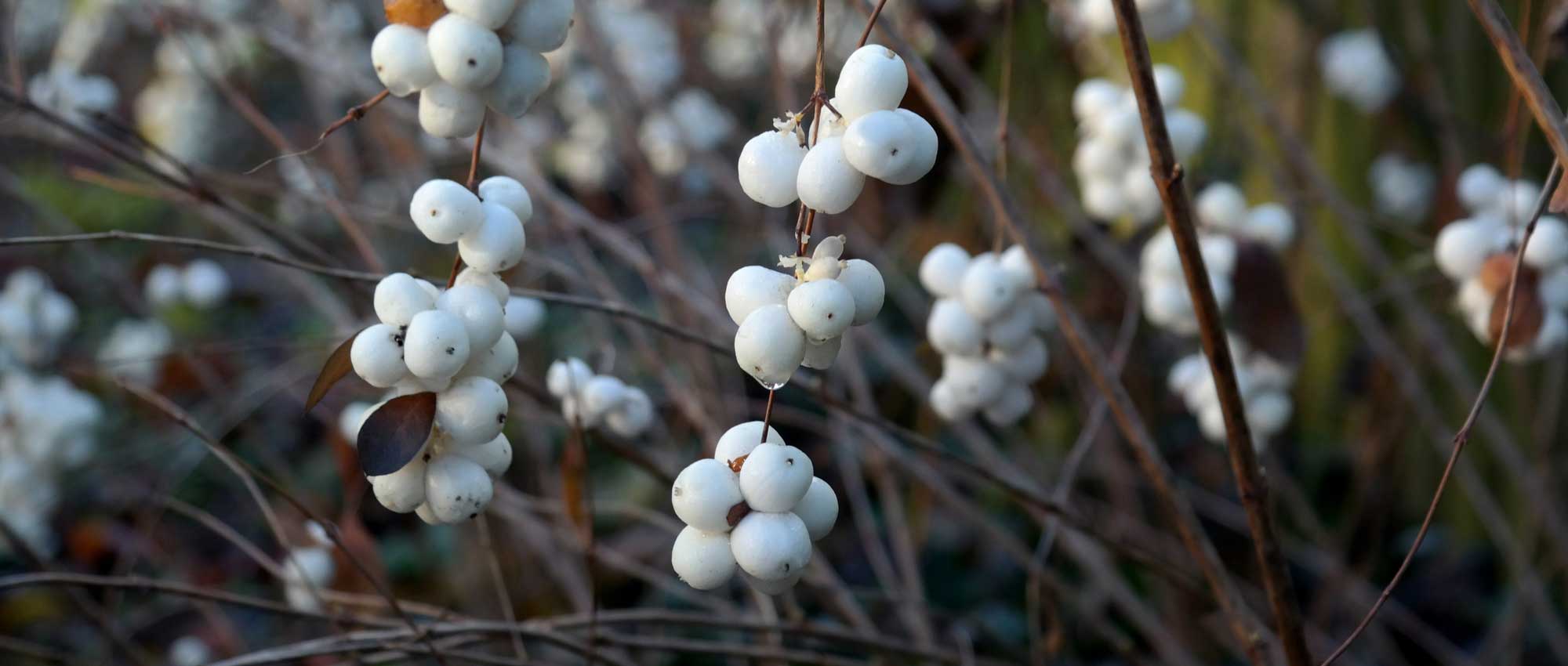 Symphorine : planting, pruning and care