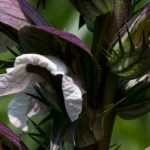 Acanthus: to plant, to grow and to maintain