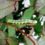 Roses: aphids and other pests