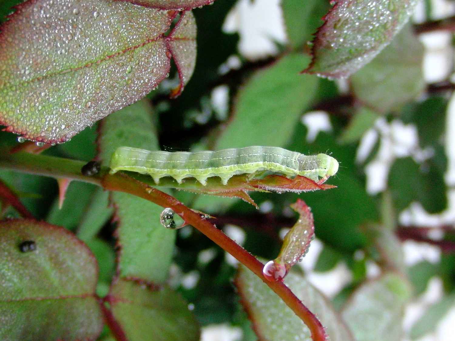 Roses: aphids and other pests