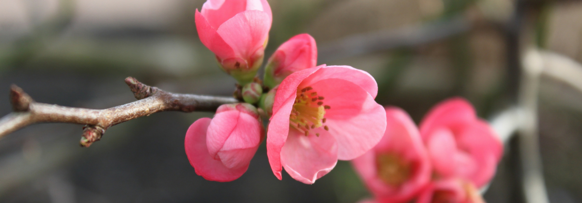 Japanese quince: planting, pruning and maintaining