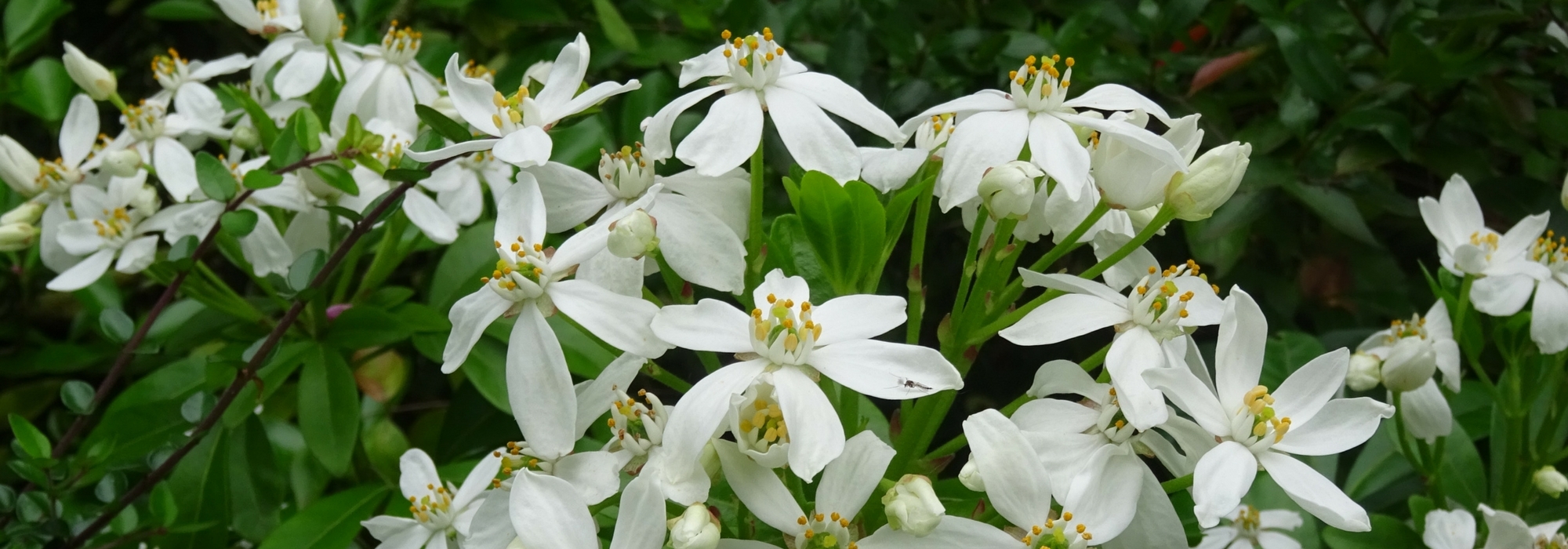 Mexican orange, Choisya: planting, pruning and care