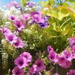 How to plant window boxes and hanging baskets with annuals in plug plants?