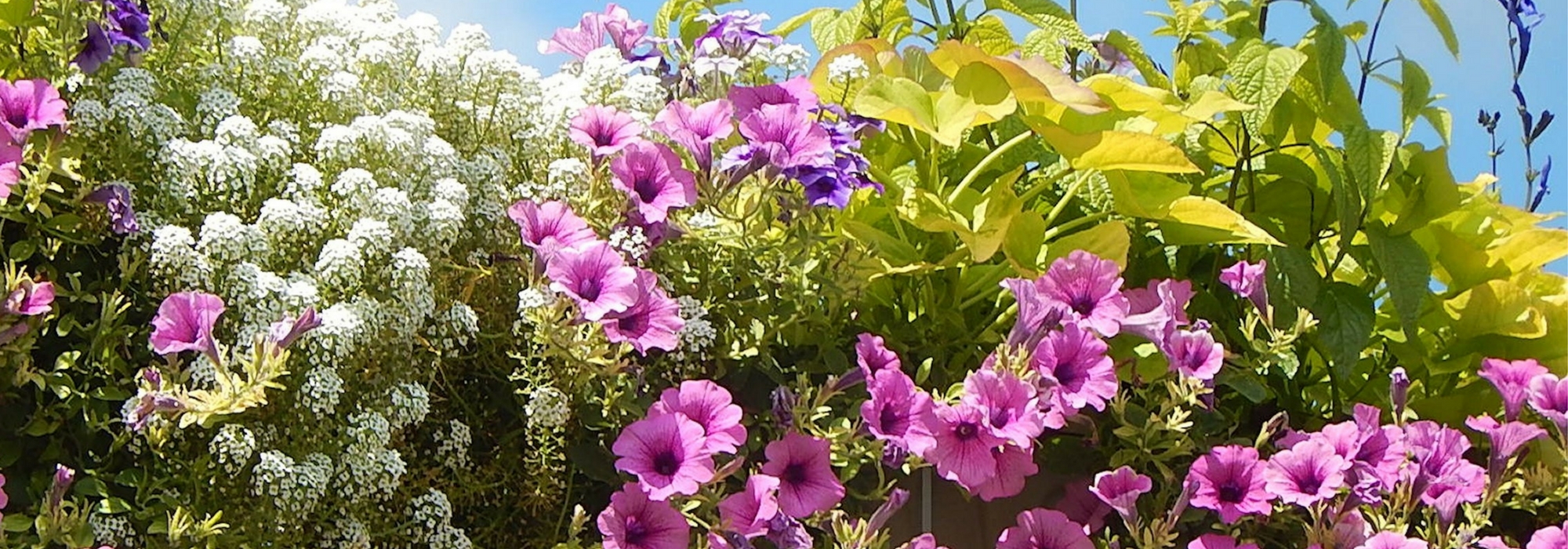 How to plant window boxes and hanging baskets with annuals in plug plants?