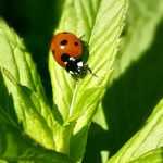 Sustainable Gardening