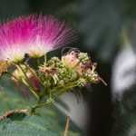 Albizia: planting, pruning and care