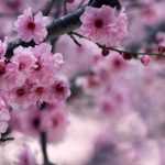 Japanese cherry trees: planting, pruning and caring for