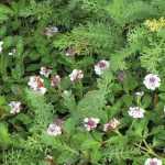 Alternatives to grass: 10 ground covers to replace short grass meadow