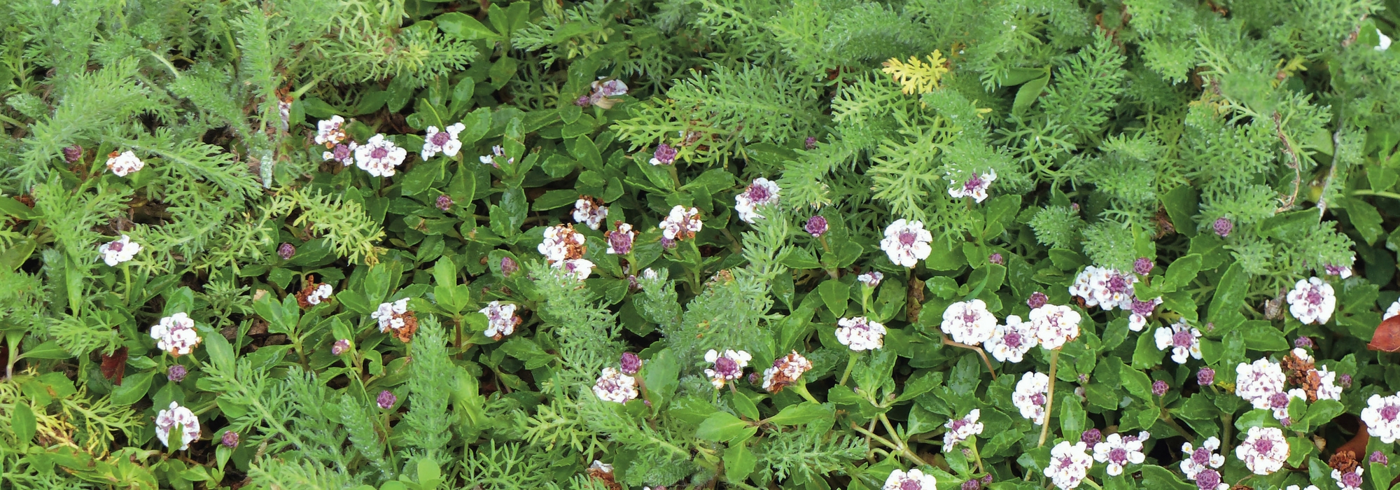 Alternatives to grass: 10 ground covers to replace short grass meadow