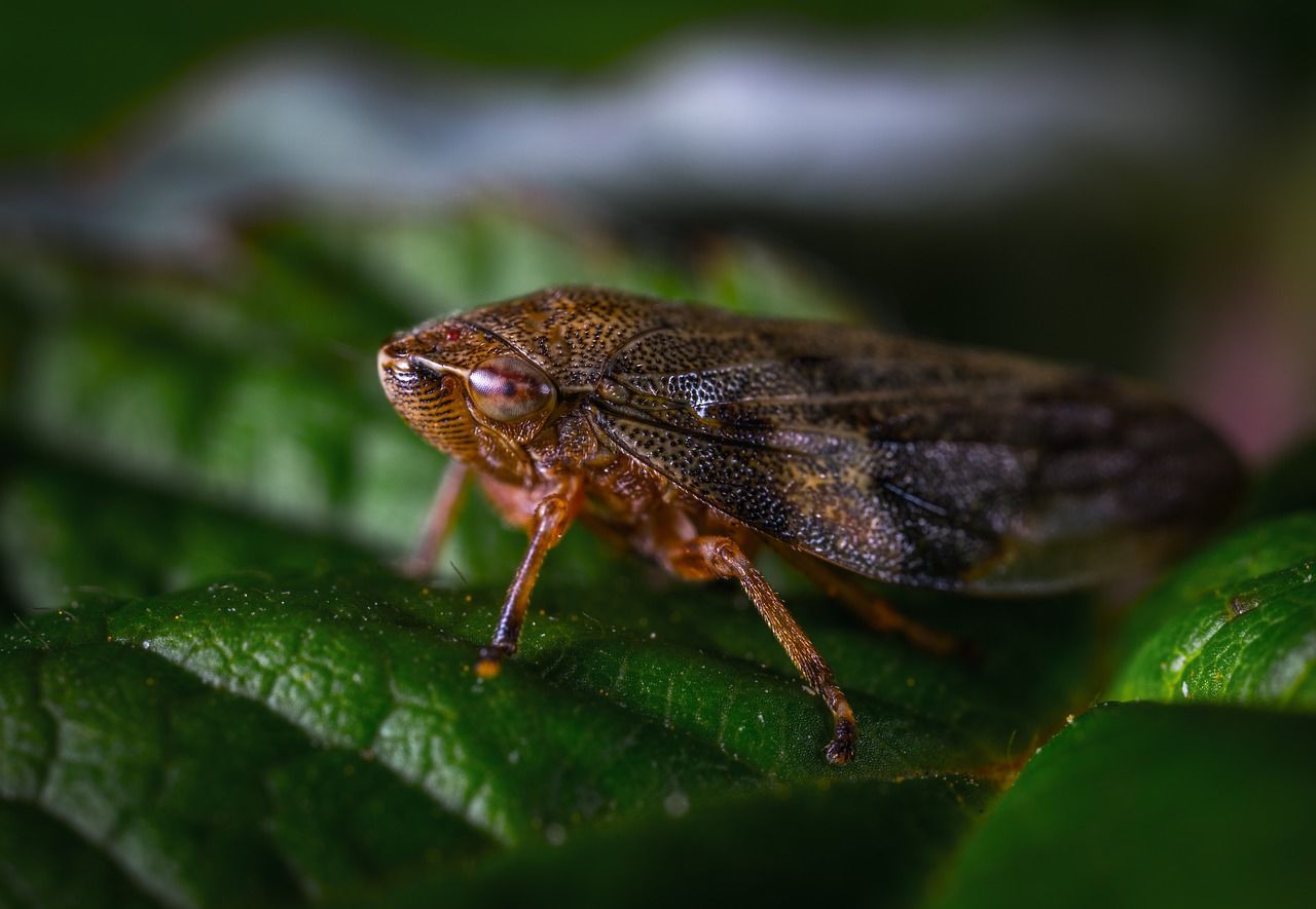 Leafhopper, sharpshooter and frog-spit
