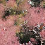 Cotinus, smoke tree: planting, pruning and care