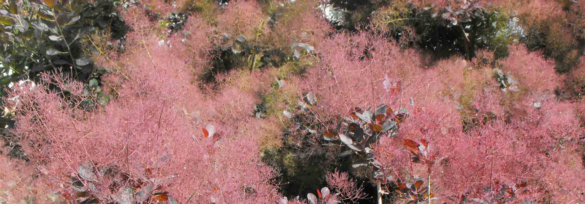 Cotinus, smoke tree: planting, pruning and care