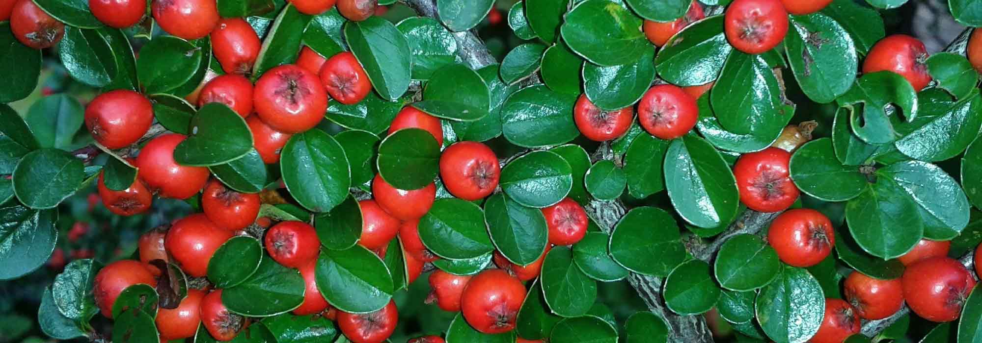 Cotoneaster: planting, pruning, care
