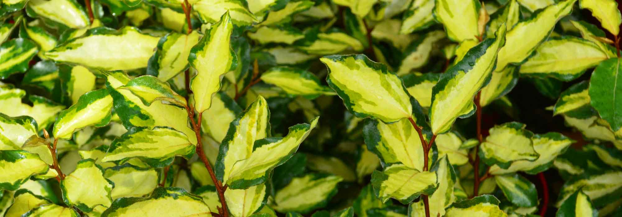 Eleagnus, Oleaster: planting, pruning and care tips