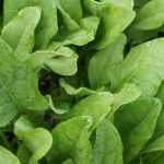 Spinach: sowing, growing and harvesting in the vegetable garden