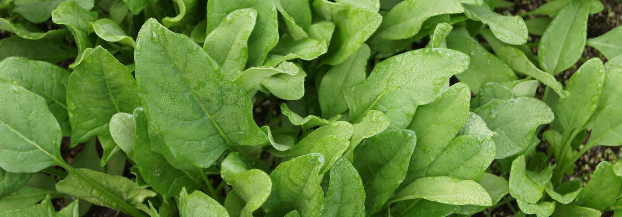 Spinach: sowing, growing and harvesting in the vegetable garden