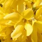 Forsythia : plant, prune and maintain