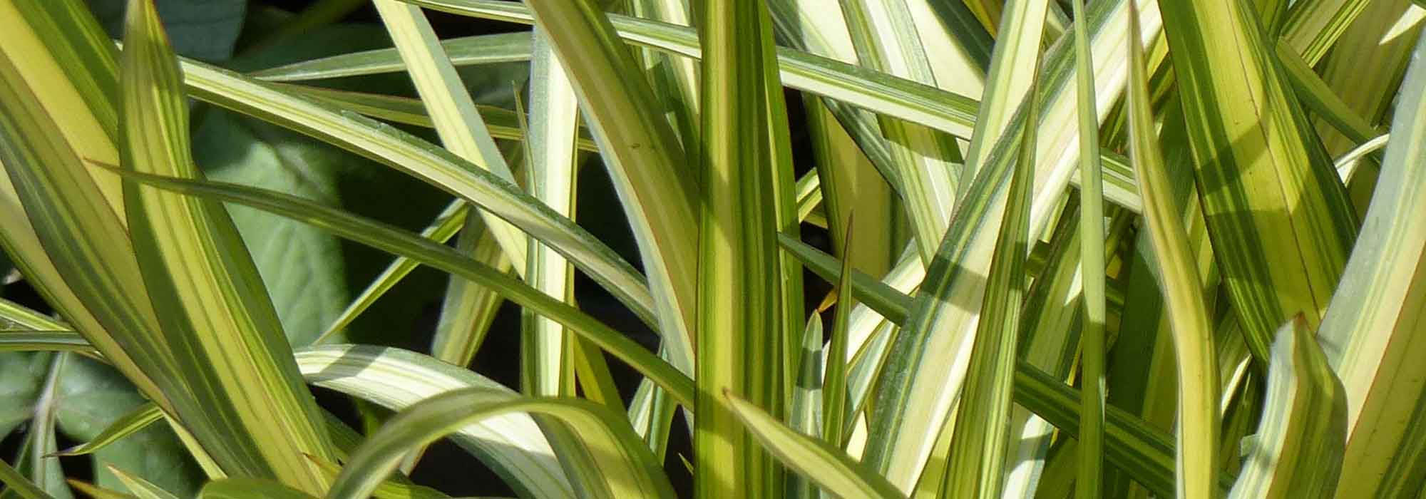 Phormium, New Zealand flax: planting, pruning, care