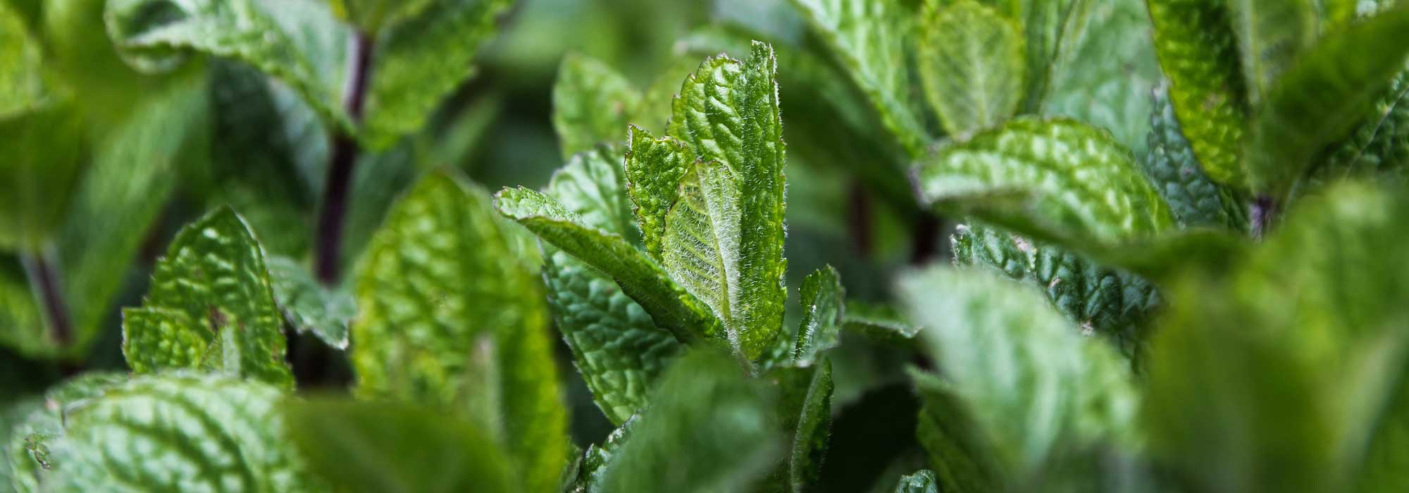 Mint: planting, growing, propagating