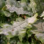 Powdery mildew or white disease