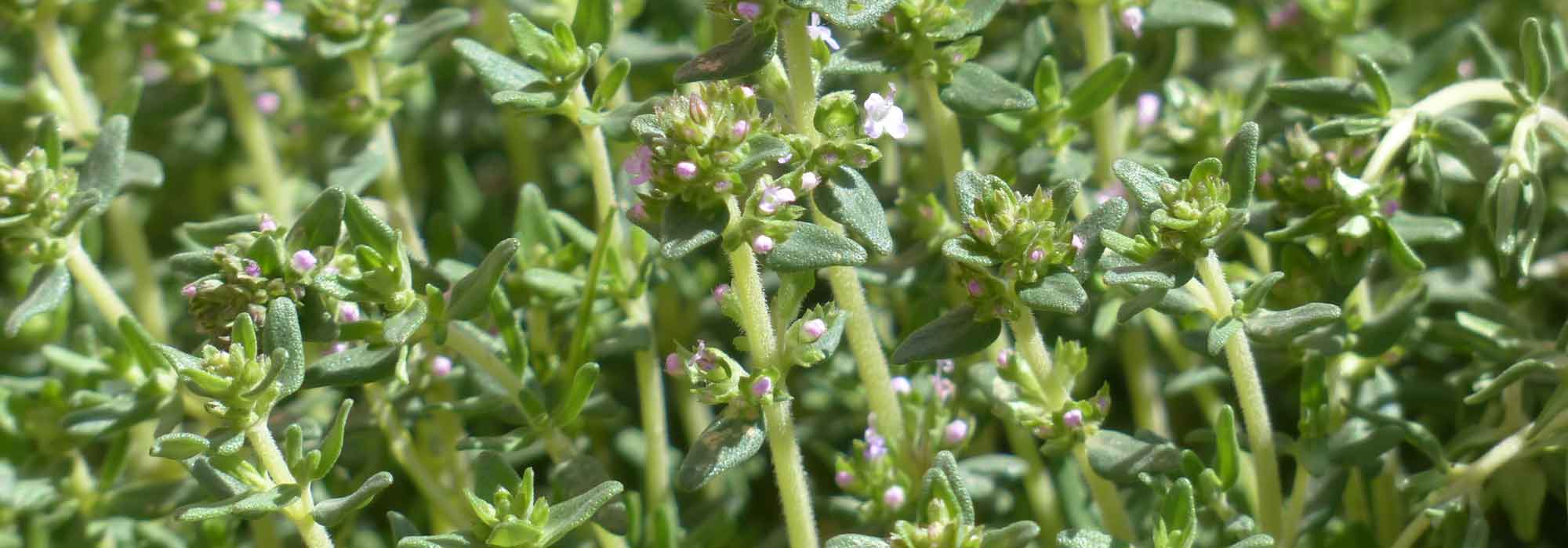 Thyme: growing, planting, pruning